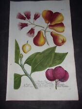 Original 1736 Weinmann Mezzotint FOLIO Botanical Engraving: JAMBOS JAVA. 601
