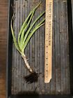 Aloe Vera - Rooted Plant/Pup - 8-16 inches - Medicinal, Air Purifier, Ornamental