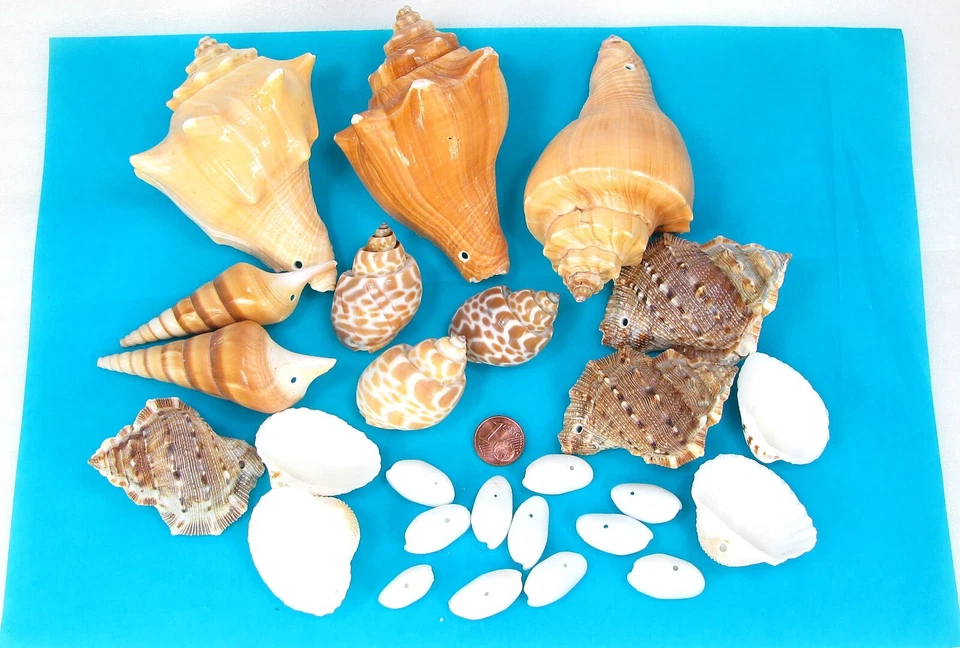 Muscheln Schnecken gemischt zum Auffädeln zum Basteln oder Dekorieren Nr.1 - Bild 1 von 1