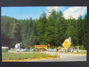 Redwood Highway Kalifornien Bäume geheimnisvoll alte Autos Vintage Postkarte 1950er - Bild 1 von 2