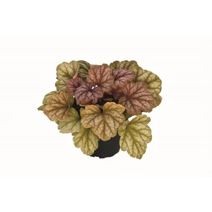 Heuchera "Champagne" - Campanilla púrpura "Champagne", en maceta 12 cm - 12 cm - Imagen 1 de 1