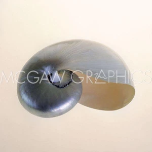 Polished Nautilus, Tim Artin, Wall Art Print Poster 12" x 12" 575 - Picture 1 of 1