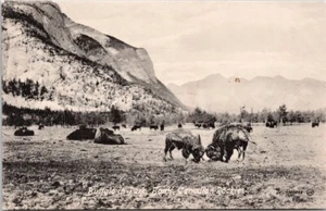 BUFFALO in BANFF National Park, Banff, Alberta; Valentine Postcard, Crisp Mint - Bild 1 von 2