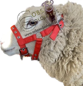 SHEEP ALPACA GOAT HALTER HEADCOLLAR *FREE POSTAGE* *MULTI DISCOUNT SAVING* - Picture 1 of 4