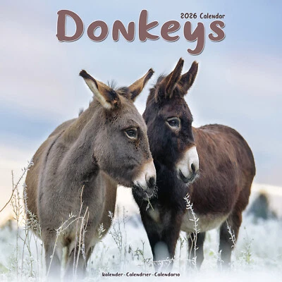 AVONSIDE PUBLISHING LTD Donkeys 2026 Calendar Gift Farm Wall 20% OFF MULTI ORDERS