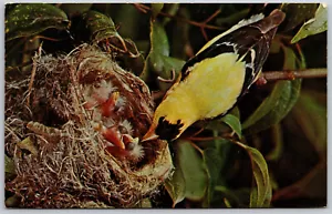 Amerikanischer Goldfink Vogel Männchen füttert vier Junge im Nest Postkarte - Bild 1 von 2