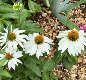 White Swan Coneflower (Echinacea purpurea ‘White Swan’) - 25 seeds - Picture 1 of 2