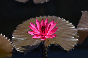 Nymphaea Red Flare RED NIGHT BLOOMING TROPICAL WATER LILY SEEDS