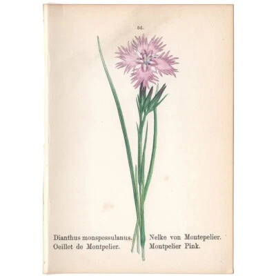 Mini impresión botánica antigua 1879 litografía coloreada a mano 86 Montpelier rosa Foto 1 de 2