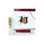 3d Cat Car Truck Sticker Vinyl Window Decal Accessories Exterior Decoration New