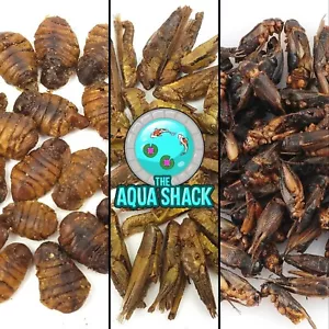 Arowana Food Dried Natural Bugs Floating Silkworm Hoppers Crickets Anti Eye Drop - Picture 1 of 6