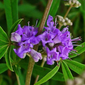 Vitex Agnus-Cactus 100+ seeds Chaste Tree Berry Chasteberry Herb Monks pepper - Picture 1 of 5