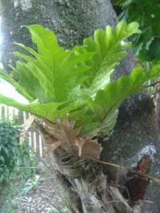 HELECHO DE HOJA DE ROBLE Drynaria quercifolia 500 - 1000 ESPORAS + certificado PHYTO - Imagen 1 de 3