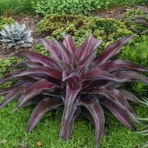 Mangave Mission to Mars - Bold & Exotic Succulent for a Striking Landscape - Picture 1 of 6