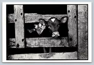 c1998 Cow Sticks Tongue in Ear of Cow By It's Side 4x6 VINTAGE Postcard 1819 - Picture 1 of 2