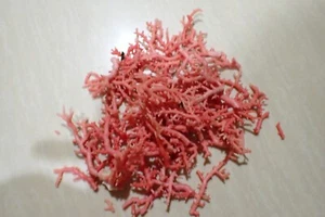 Tatskieshells- crat supply pink so lace crushed solace 40-grms 1-lot - Picture 1 of 2