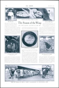 1909 INSECTS Season Wasp Nest Colony of Bees SHEEP Gloucester Hertford (136) - Picture 1 of 1