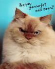 Get Well Soon Cranky Grumpy Kitty Cat Get Well Soon Hallmark Greeting Card 