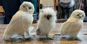 3 primitive Weihnachten handgefertigt? Silkie weiße Eulen 8 1/2" Landhaus Dekor - Bild 1 von 8