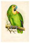 Bluefronted Amazon by WT Greene A3 Art Print