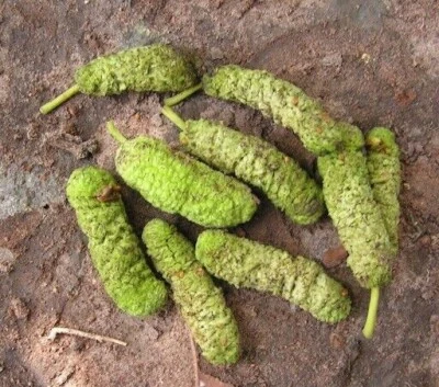 VALEYRAC EXOTICS African Teck - Iroko - Milicia excelsa - 10+ seeds - Graines - Graines - Gx 157