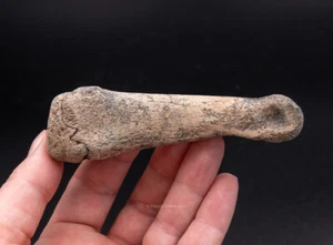 Fósiles de Florida de hueso de dedo del pie de camello súper fósil 1664 - Imagen 1 de 6