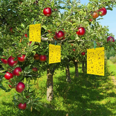Trampa pegajosa para moscas de la fruta pegamento para moscas trampa de papel amarillo insectos mosquitos captura de plagas Foto 1 de 4