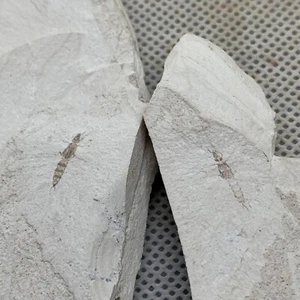 A pair of exquisite insect fossils from the Jurassic Daohugou period - Picture 1 of 7