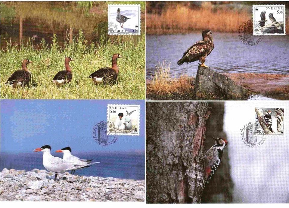 Sweden PROTECT OUR BIRDS 1994 COMPLETE SET 4 FIRST DAY CANCEL MAXIMUM CARDS - Image 1 of 1
