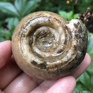 92GR AMAZING PERMIAN WHOLE ROUGH BROWN AMMONITE WITH DENDRITIC FOSSIL MOLLUSCA - Picture 1 of 12