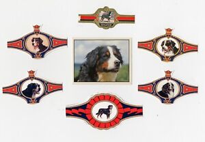 BERNESE MOUNTAIN DOG VINTAGE PANINI STICKER + DUTCH CIGAR & COLLECTABLE BANDS