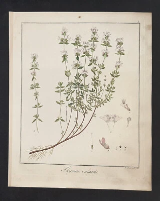 Kupferstich um 1835 + Text Thymus Vulgaris Echter Thymian Hayne Guimpel Botanik - Bild 1 von 3
