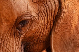 Fotografie Namibia, Elefant # 9092, Fotoabzug matt, 60 x 40 cm - Bild 1 von 7