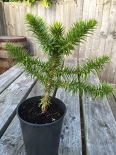 Monkey Puzzle Tree - Araucaria Araucana - unusual alternative Christmas tree