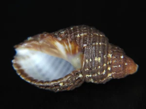 NEOTHAIS HARPA: ONE OF MY BEST & LARGEST @ 32.23MM-ENDEMIC TO HAWAII! - Picture 1 of 3