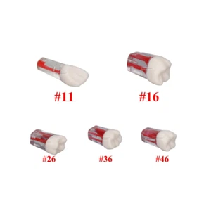 5pcs/Lot Dental Root Canal Teeth Study Practice Model for Endodontic Pulp File - Picture 1 of 24
