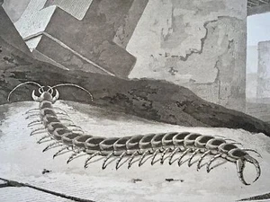 1807 Centipede, insects, William Daniell, aquatint, folio - Picture 1 of 3