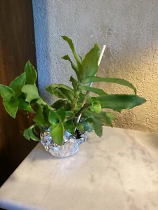 Basket Plant (planta canasta) (callisia fragrans) 5 Cuttings Plant 4"-6" - Picture 1 of 1