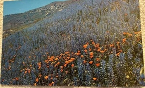 Postkarte California Hillside bedeckt mit Mohnblumen & Lupine 1962 Chrom unbespielt - Bild 1 von 2