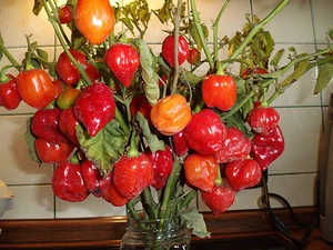 10 CHILE "Trinidad Red Scorpion" chile más picante del mundo ACEITE semillas picantes - Imagen 1 de 3