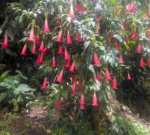 Brugmansia Sanguinea Hot Red Pin-Red Angel's Trumpet 3 seeds - Bild 1 von 1