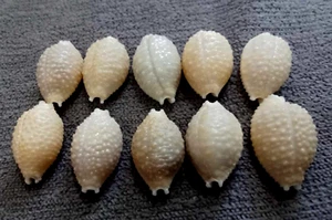Cypraea nucleus 17-18 mm GEM , 10 pcs of beautiful collection WOW!!!! - Picture 1 of 7