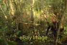 Photo 6X4 Buss Carr Cranwich Alder Carr Frequently Inundated By The River C2007