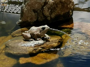 Wasserspeier Teichfigur Frosch Figur mit Solar Pumpe für Gartenteich Frosch Neu - Bild 1 von 5