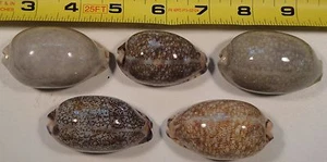 Cypraea Eglantina 5 Specimens Read - Picture 1 of 4