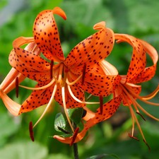 25+ LILIUM TURKS CAP LILY FLOWER SEEDS / PERENNIAL