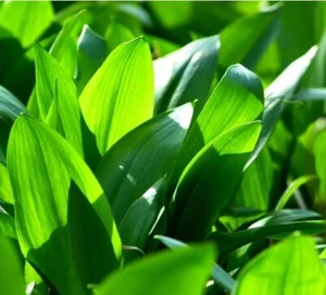 100+ Samen Bärlauch- Allium ursinum - Bild 1 von 4
