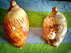 2 LARGE Natural Seashells for Table, Aquarium and Terrarium Decoration
