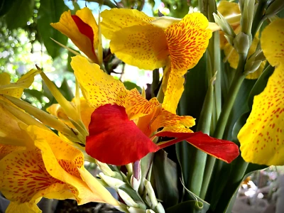 Heritage Canna Cleopatra Kaleidoscope Lily Rhizome Bulb Red Yellow Flowers - Image 1 of 4