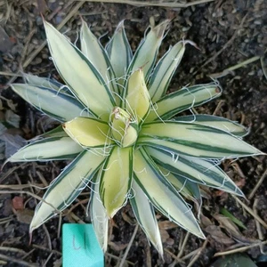 Agave Filifera Mediopicta Variegated about 12cm Succulent - Picture 1 of 3